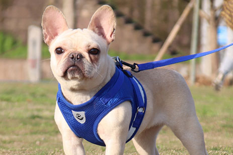 Correa para mascotas tipo chaleco que brilla en la oscuridad