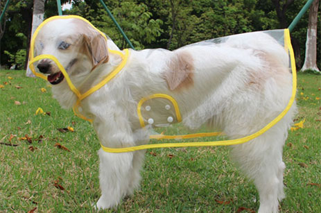 Impermeables para perros transparentes de moda