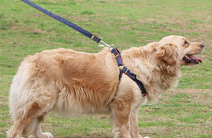 Correa de perro con arnés de tracción para caminar